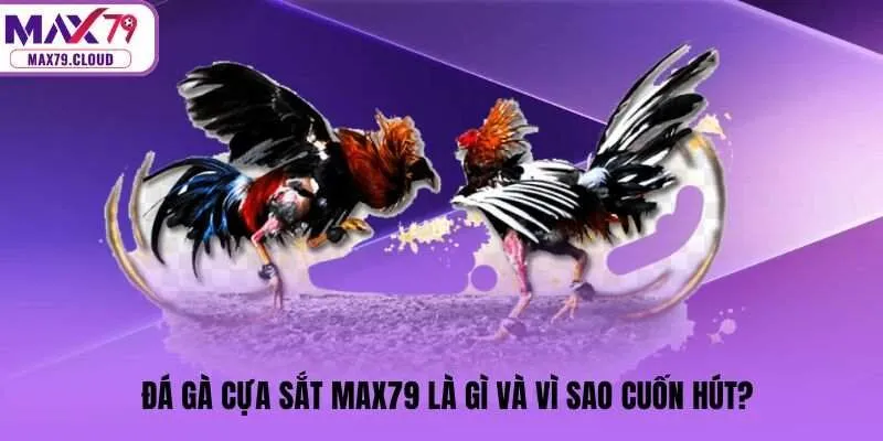 Đá gà cựa sắt MAX79 là gì và vì sao cuốn hút?